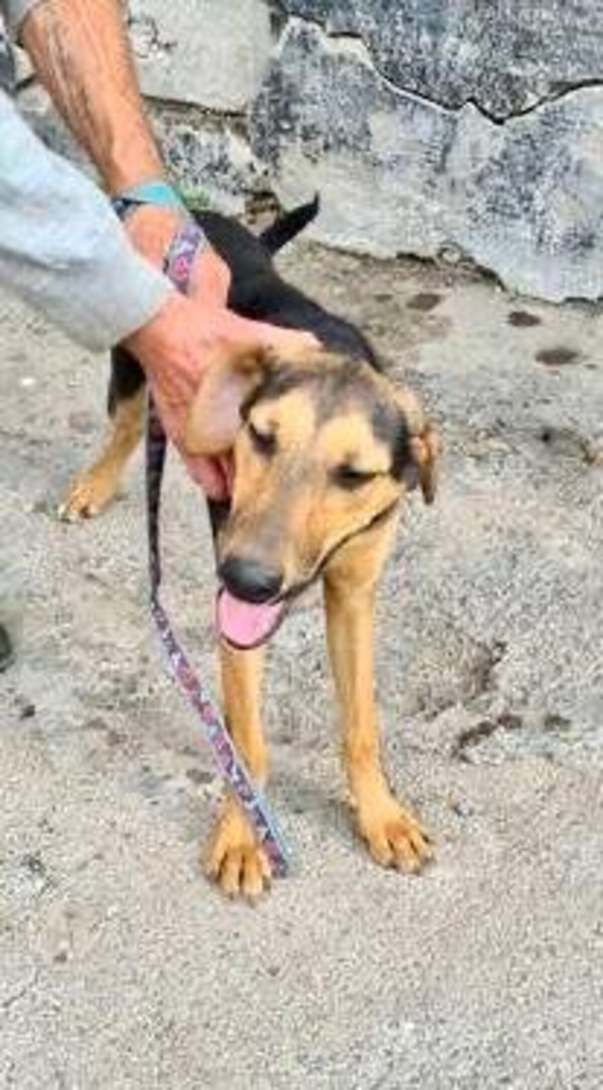 Adoption Toula