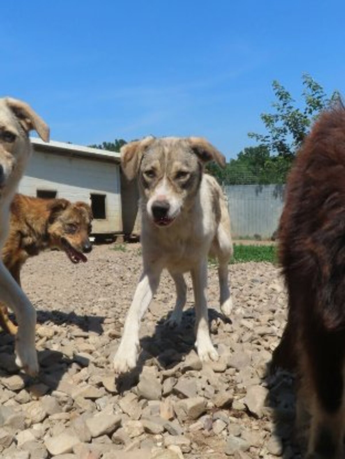 Adoption Toulouse