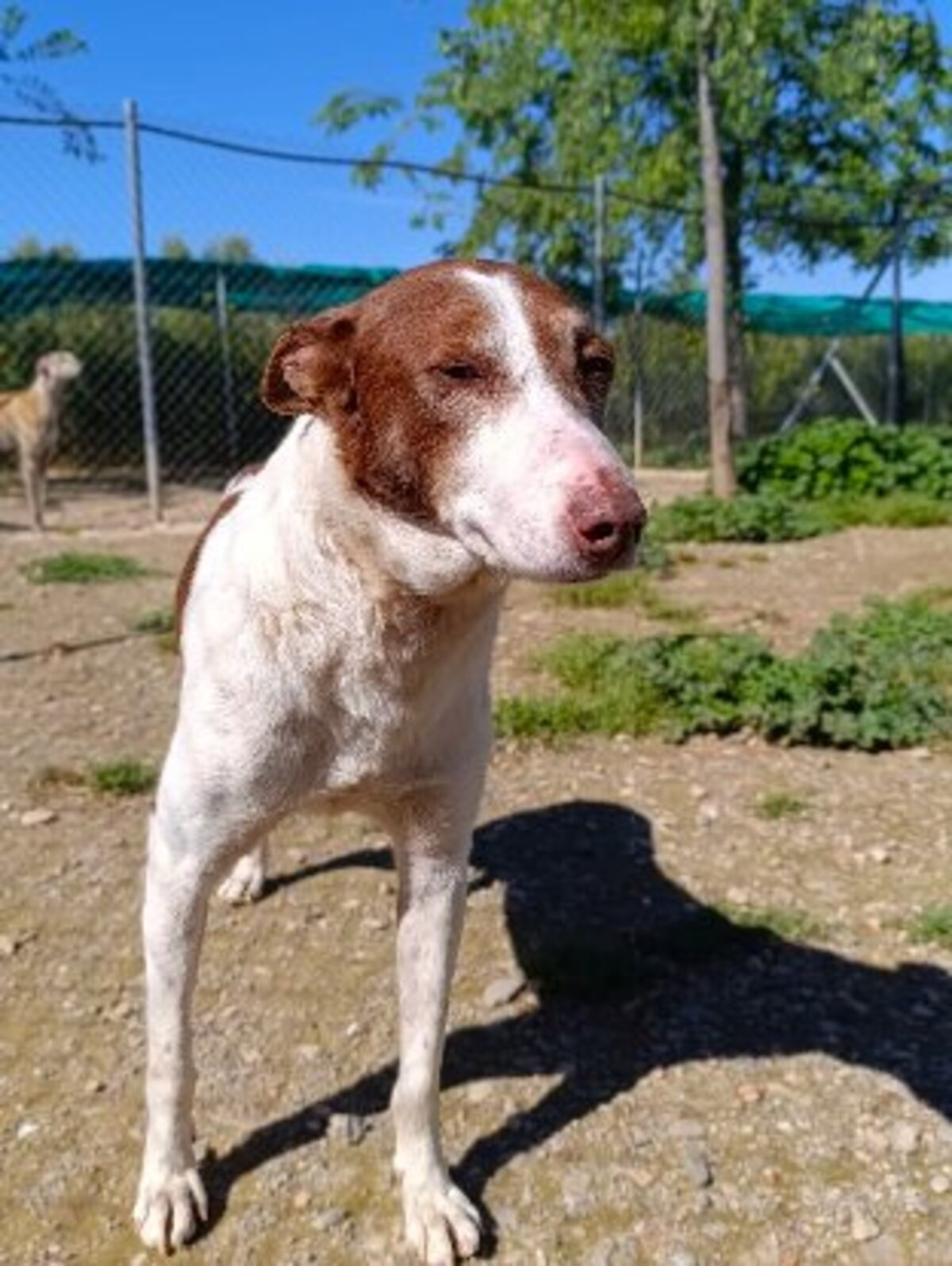 Adoption Truffi