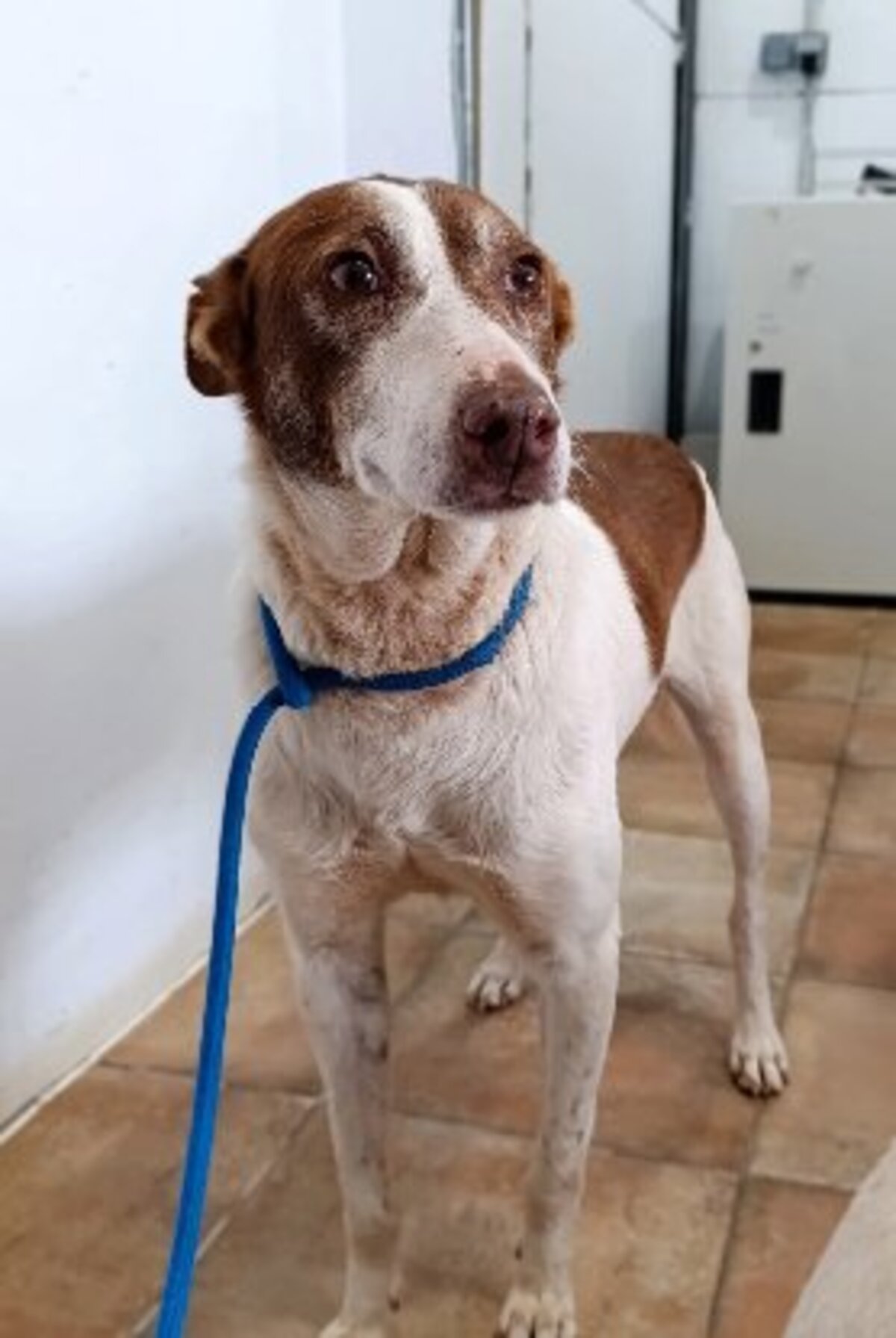 Adoption Truffi