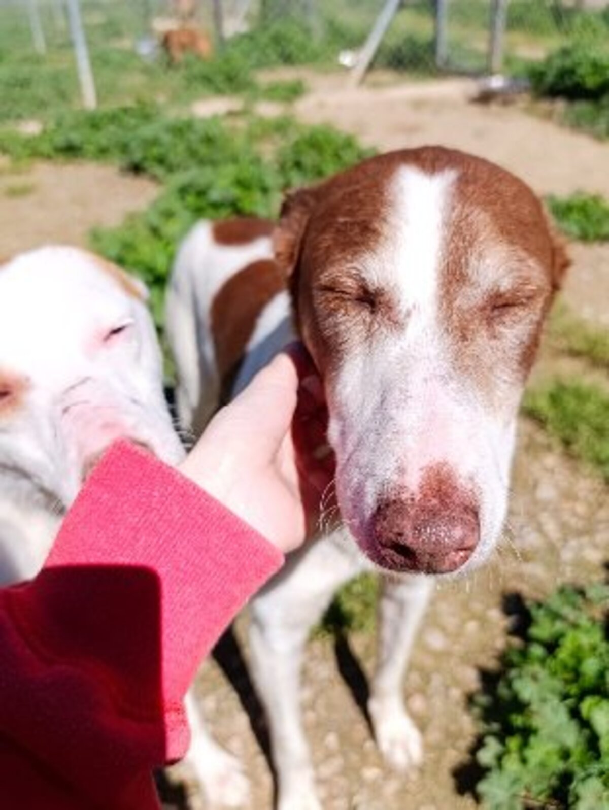 Adoption Truffi
