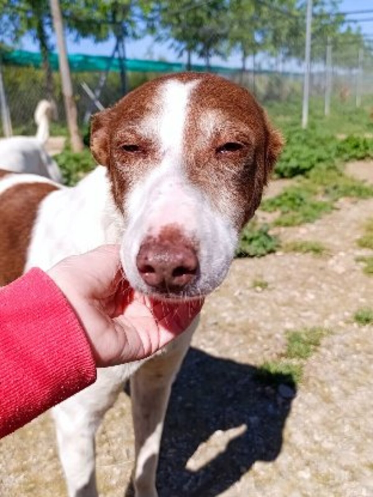 Adoption Truffi