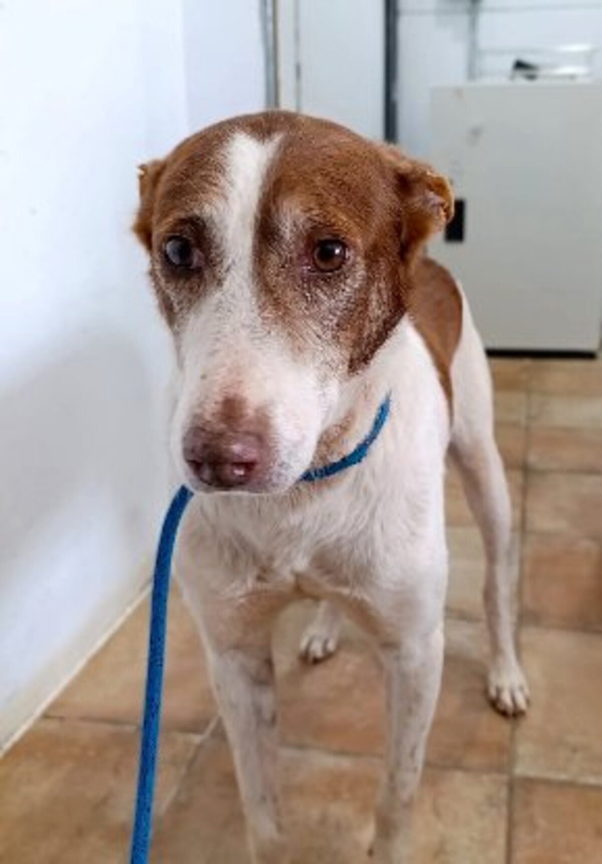 Adoption Truffi