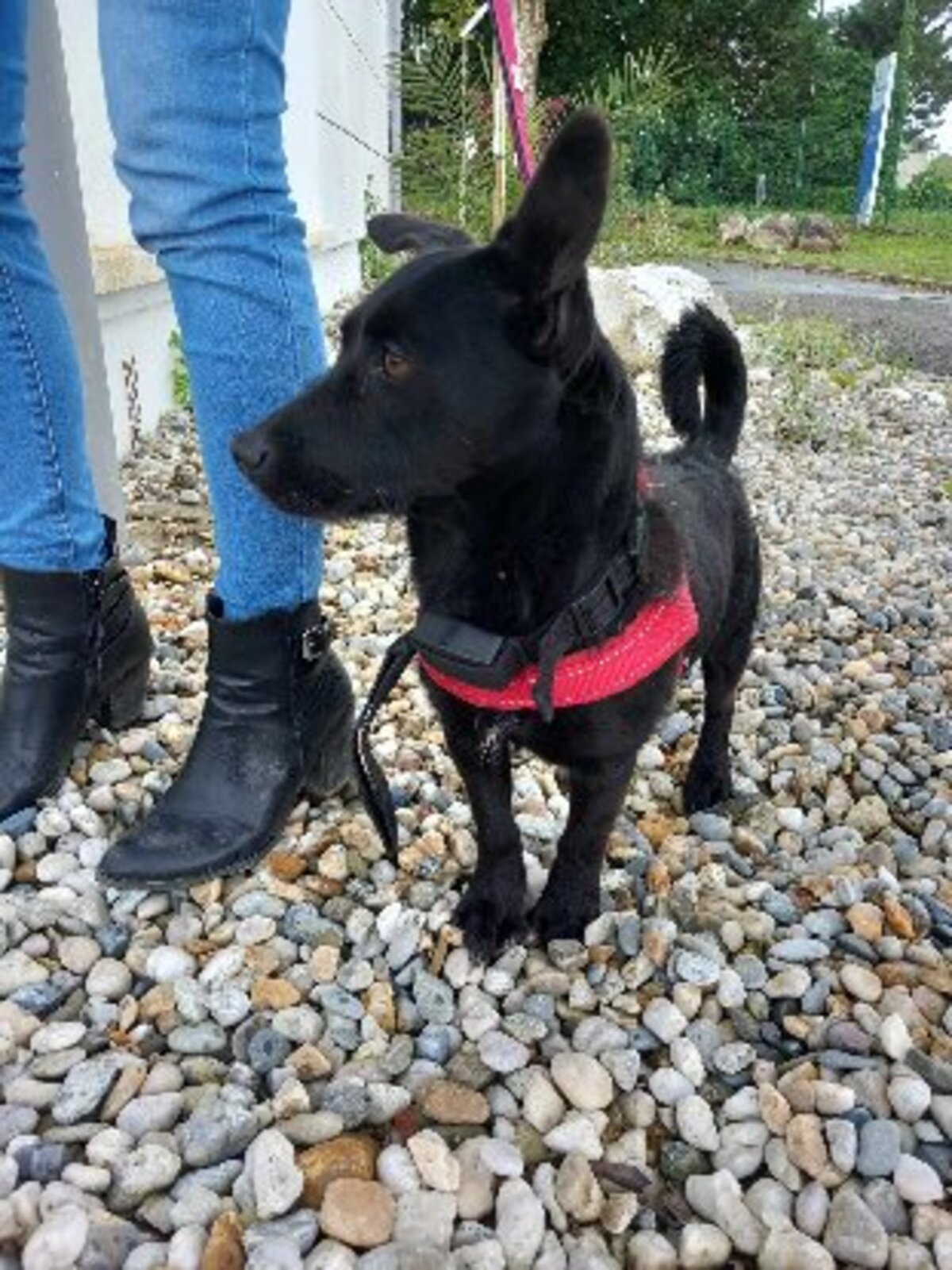 Adoption Tsuky
