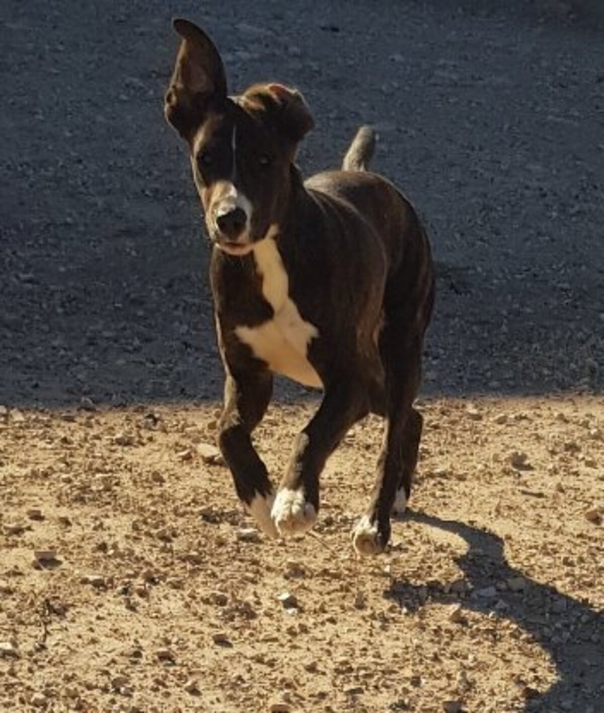 Adoption Tucha