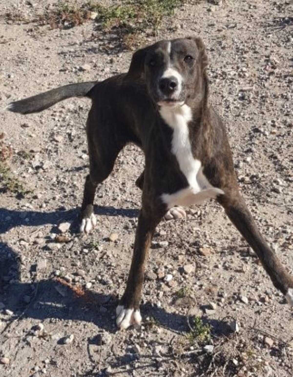 Adoption Tucha