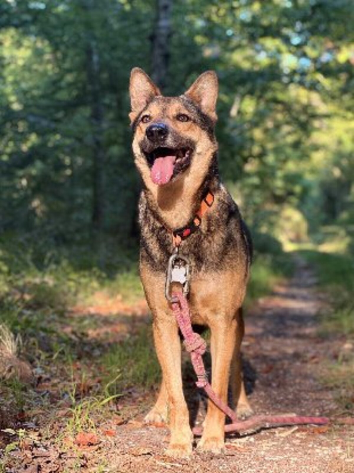 Adoption Tucker