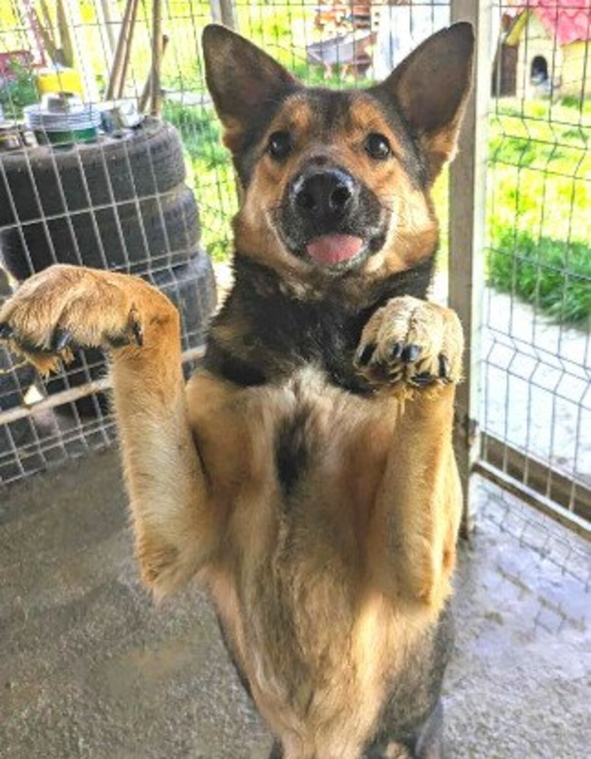 Adoption Tucker