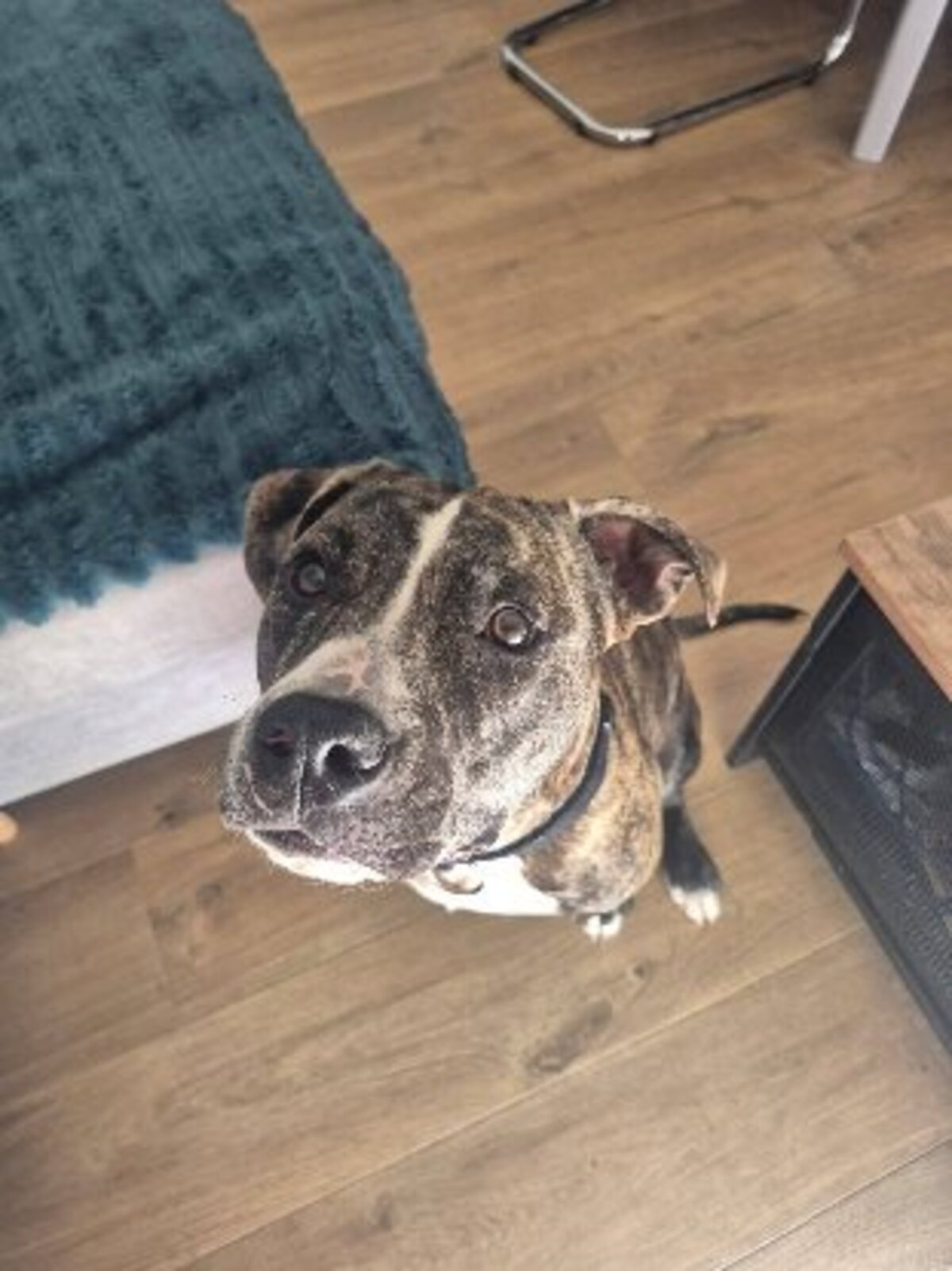 Adoption Tuco