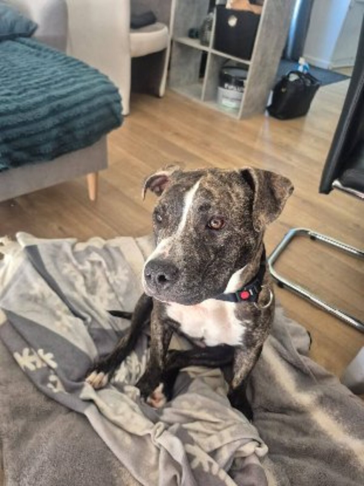 Adoption Tuco