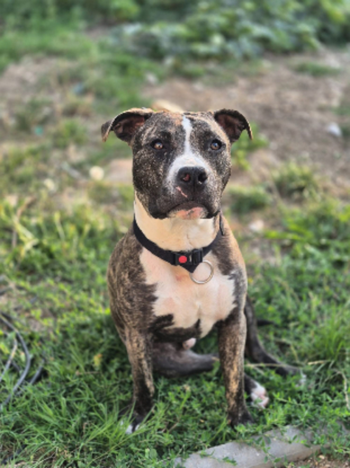 Adoption Tuco