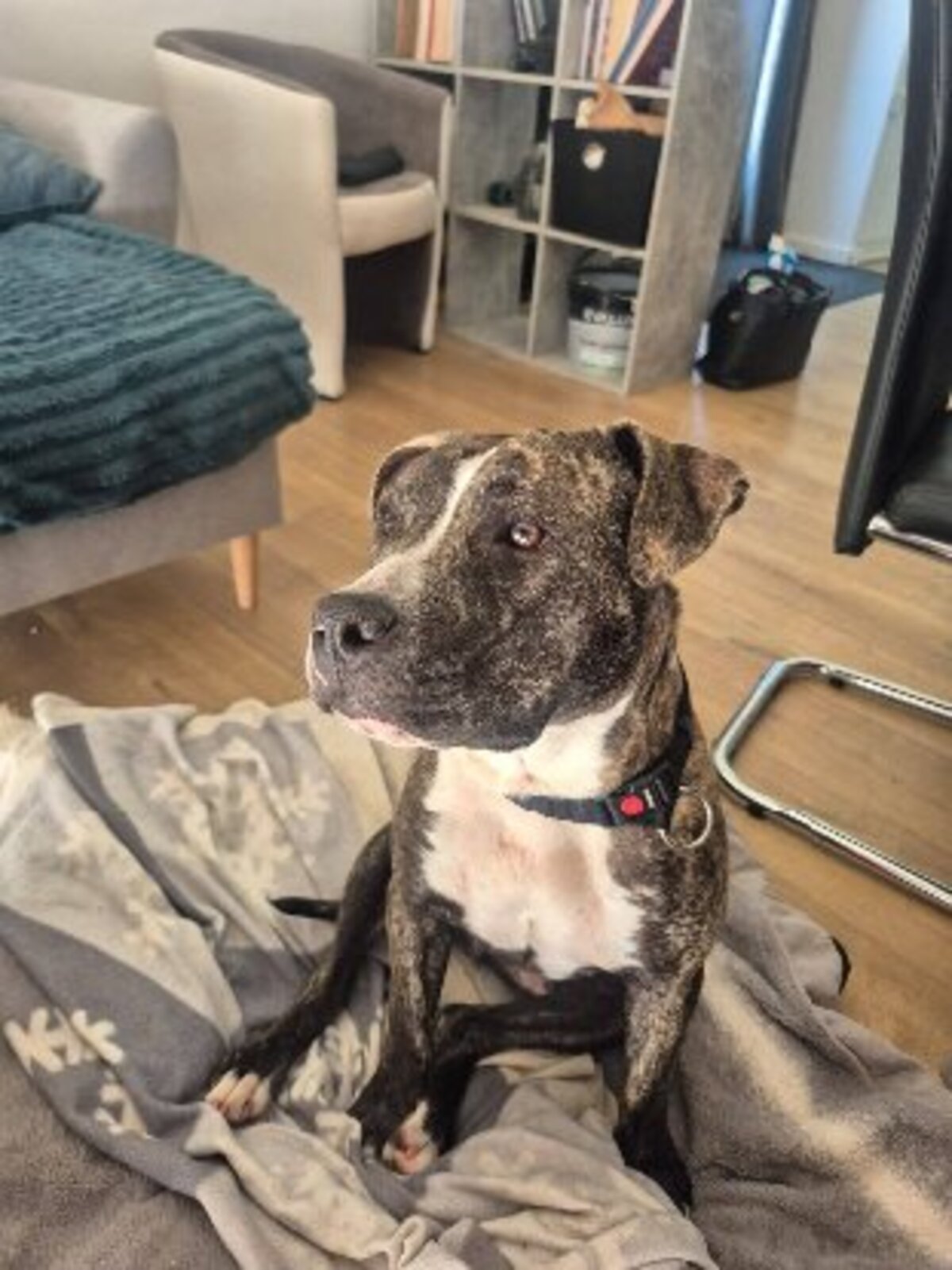 Adoption Tuco