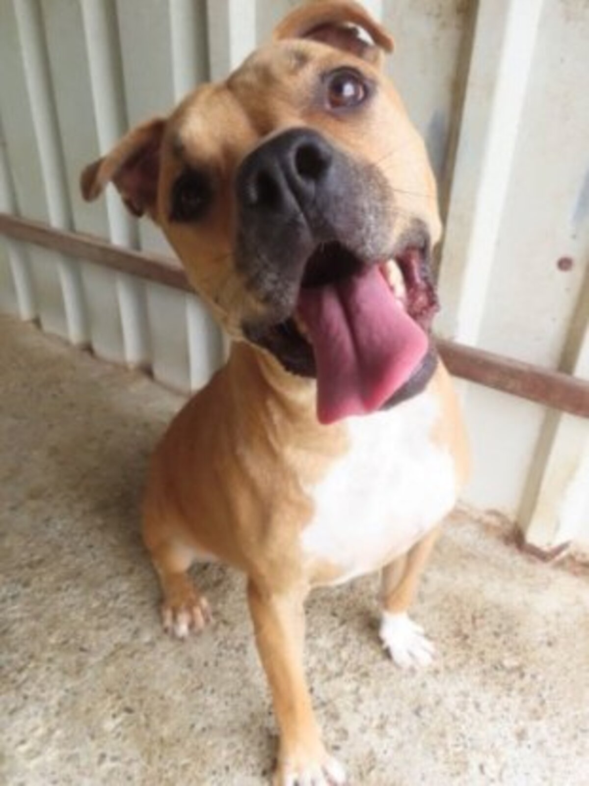 Adoption Tunari