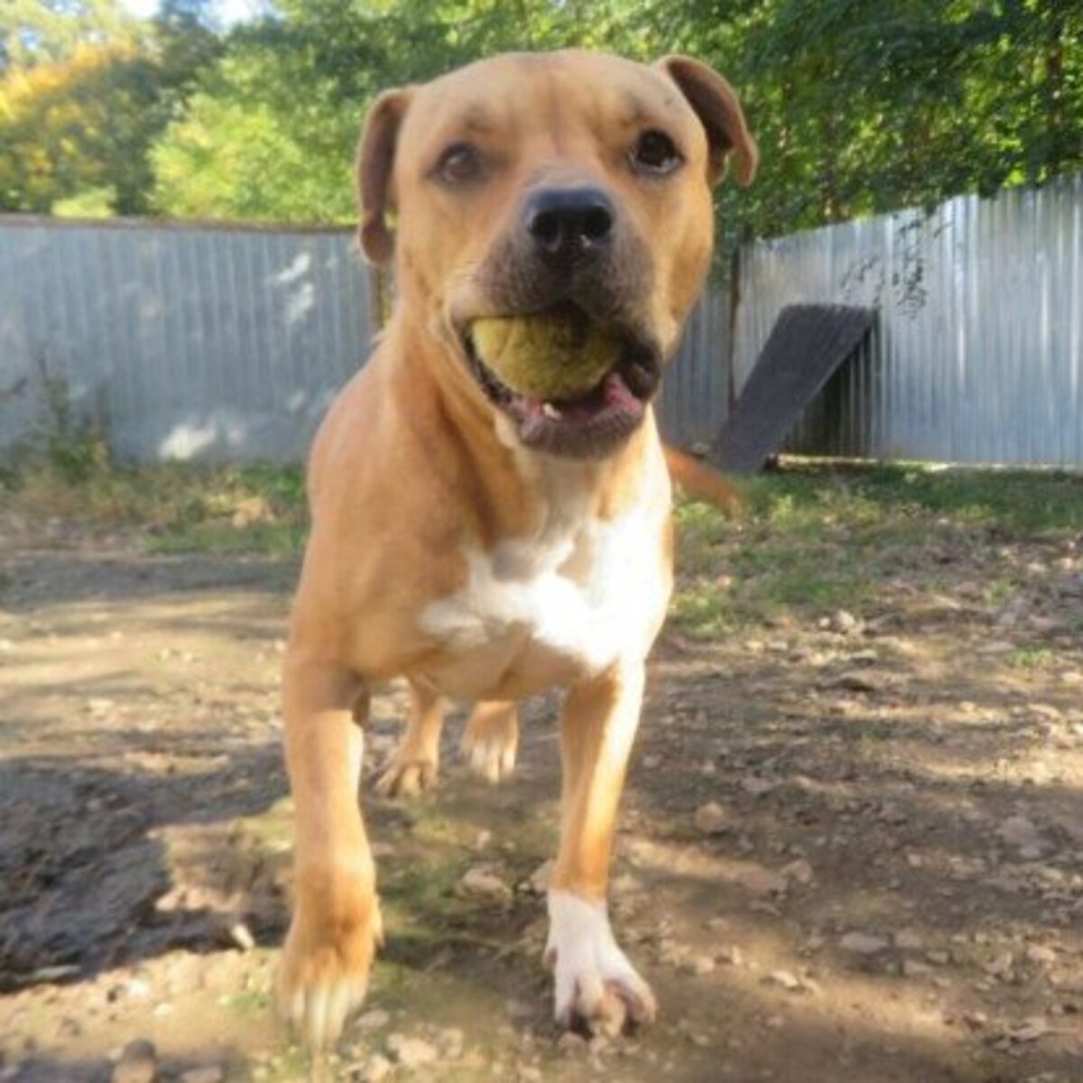Adoption Tunari