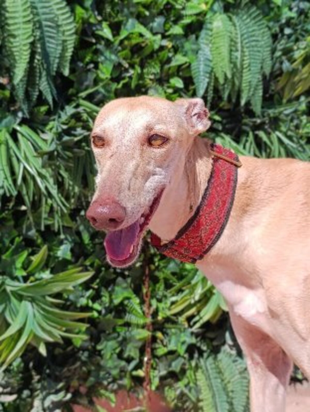 Adoption Turauesa