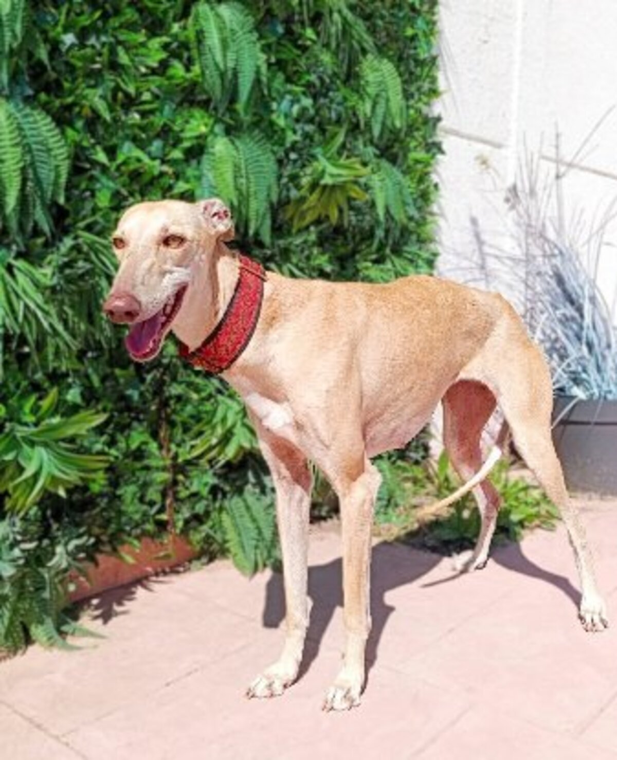 Adoption Turauesa