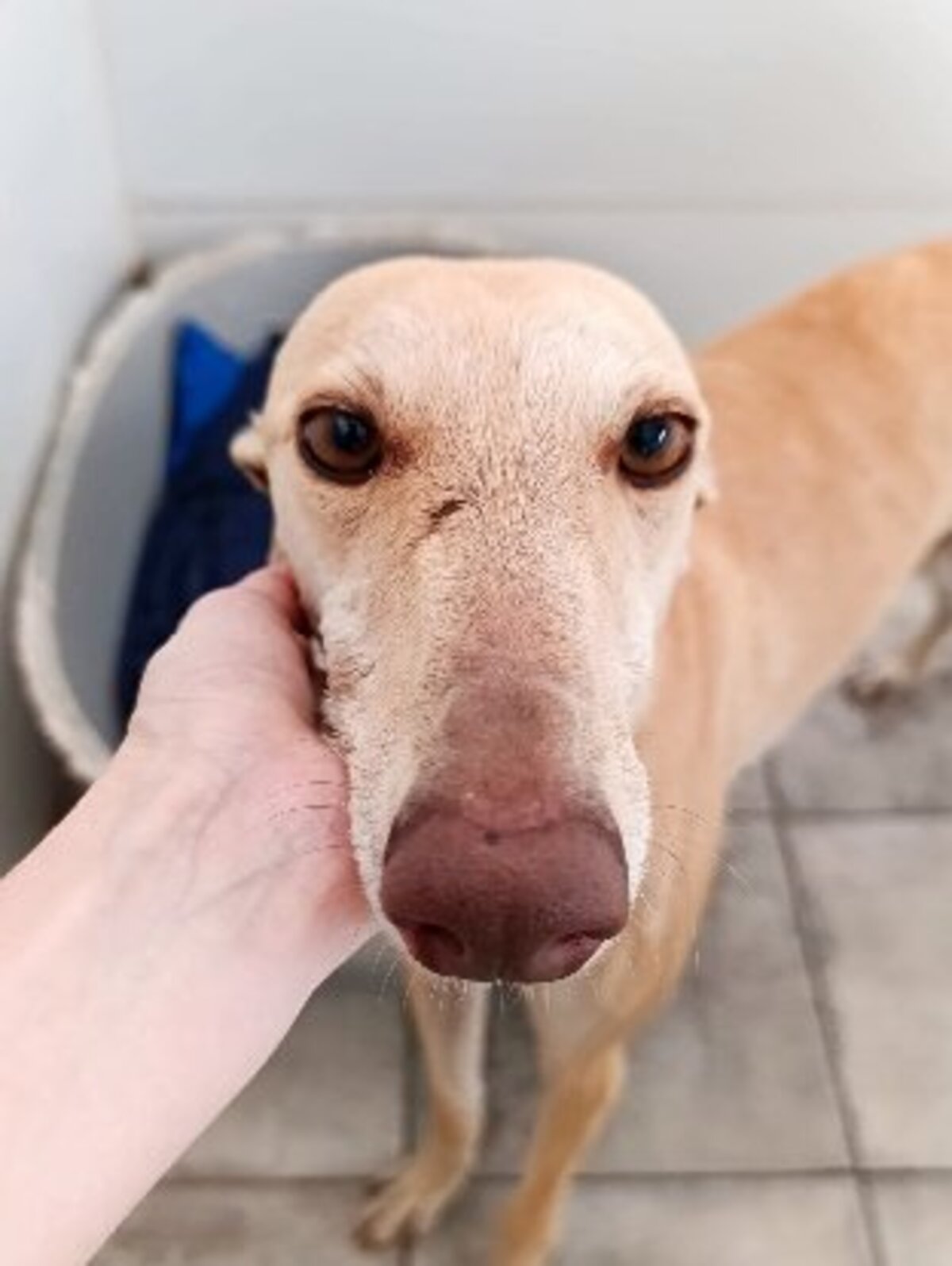 Adoption Turauesa
