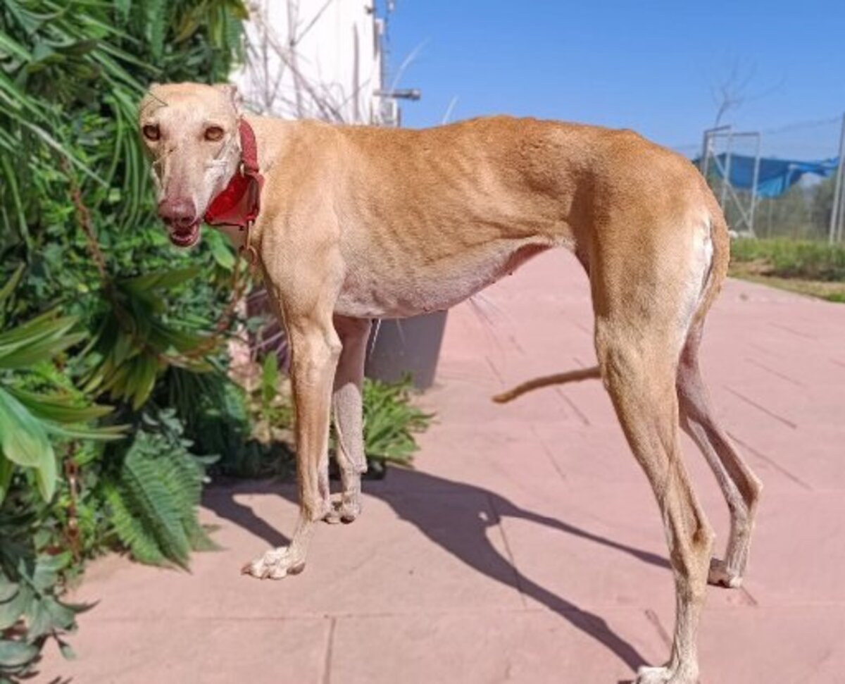 Adoption Turauesa