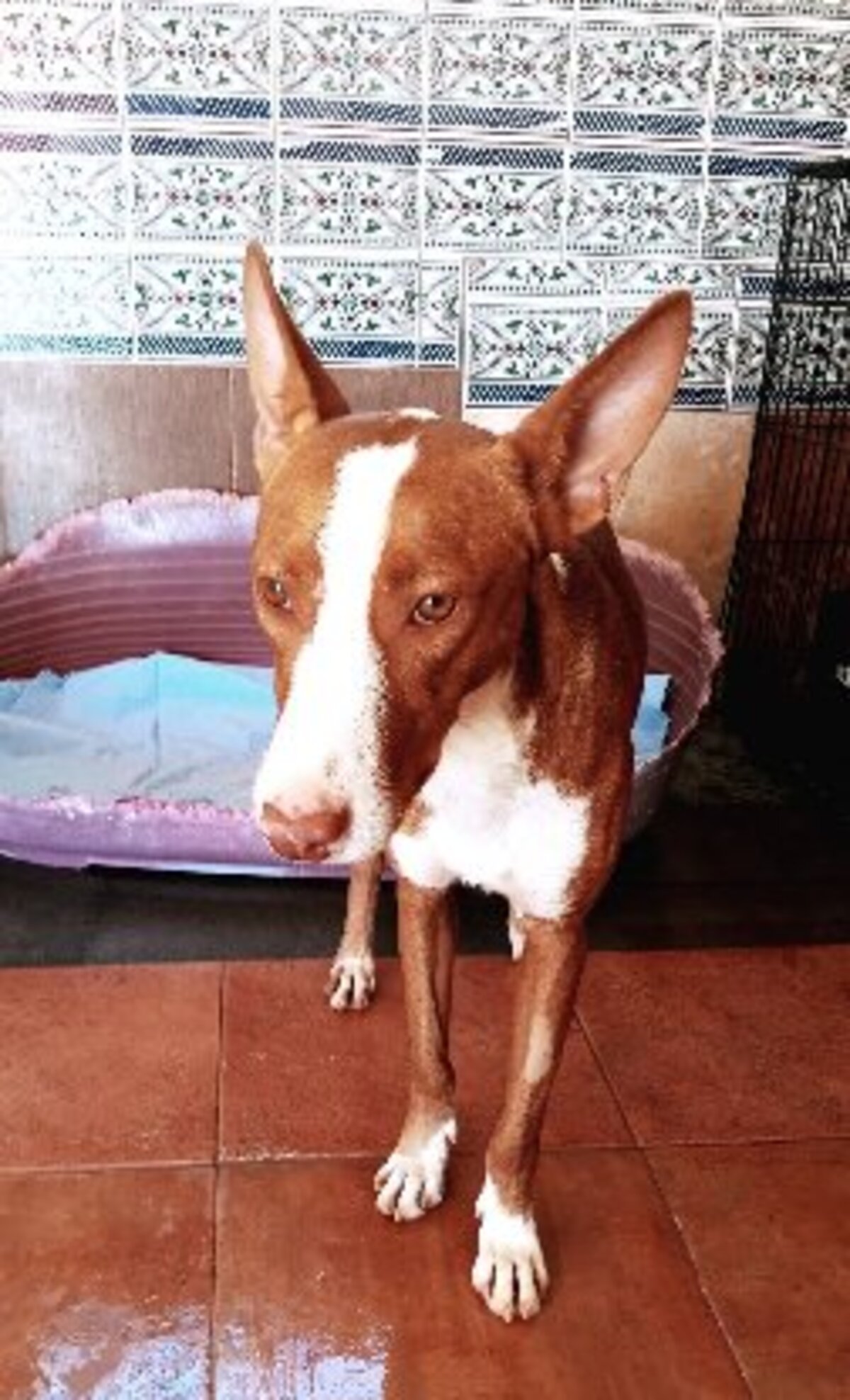 Adoption Turron