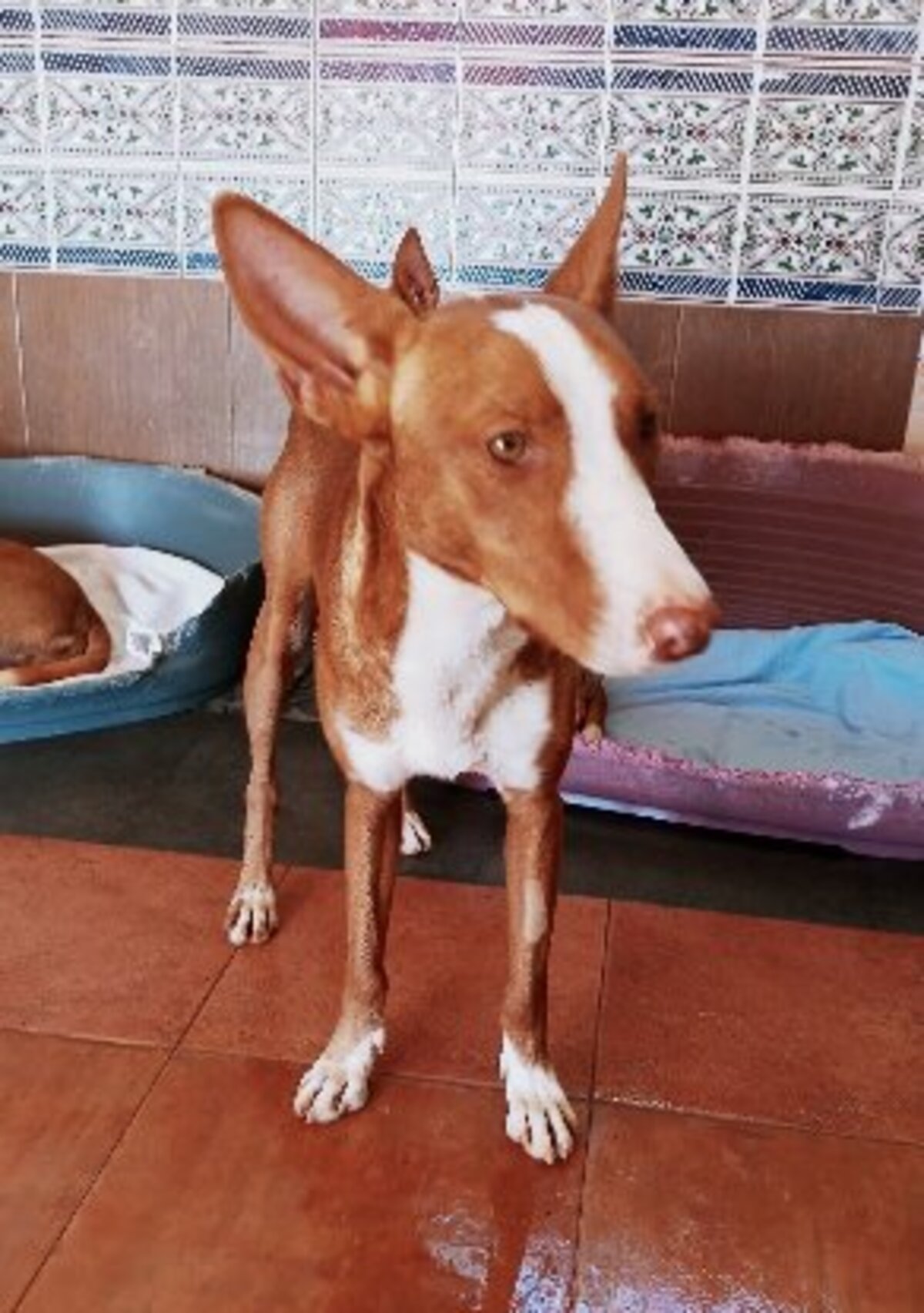 Adoption Turron