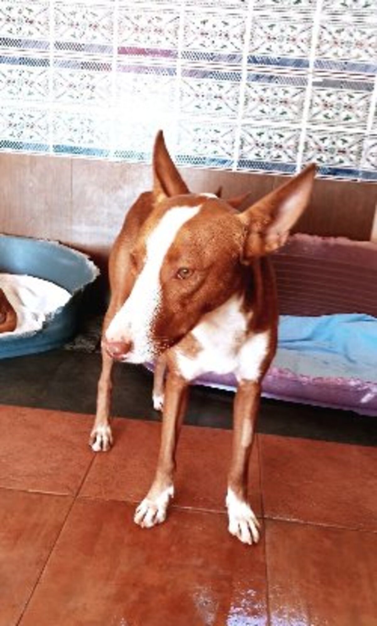 Adoption Turron