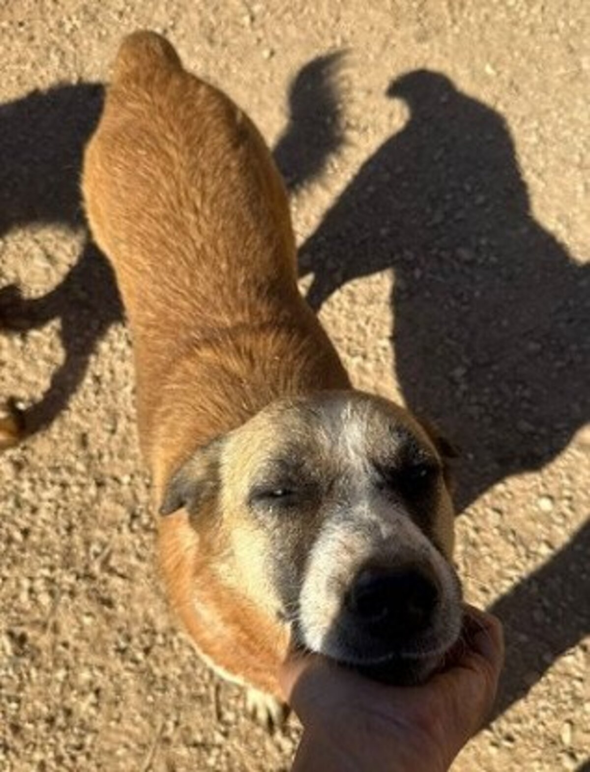 Adoption Twix