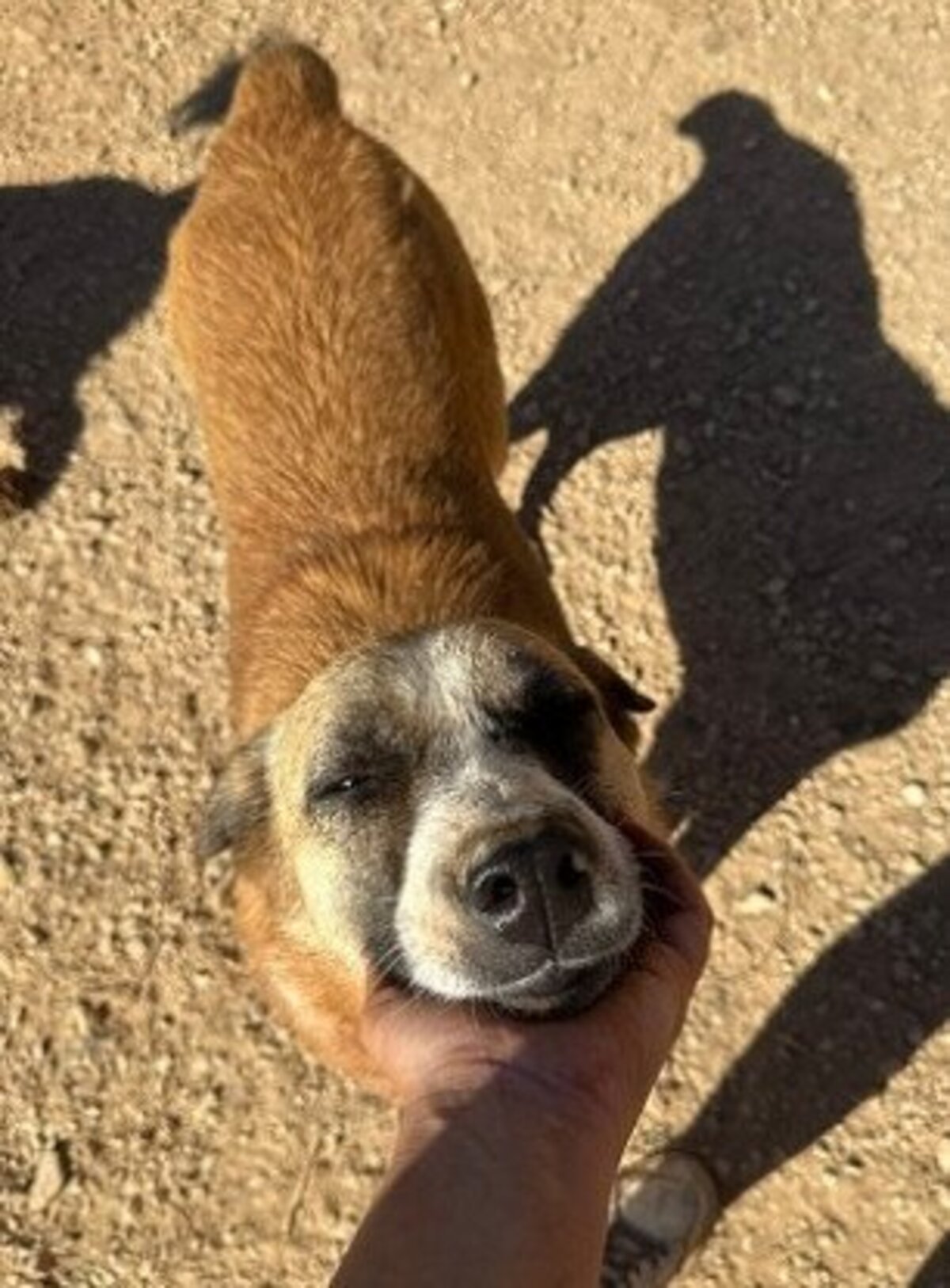 Adoption Twix
