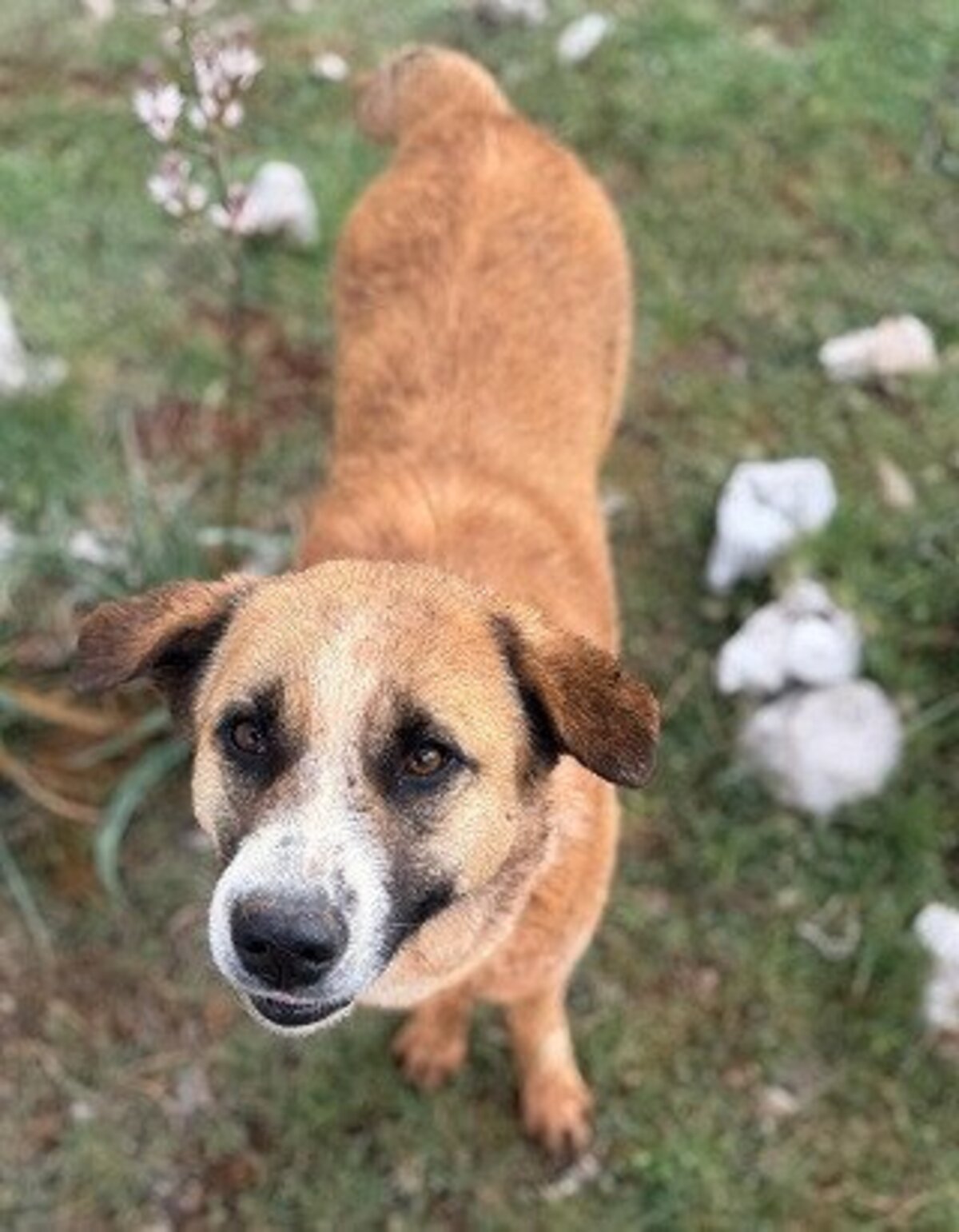 Adoption Twix