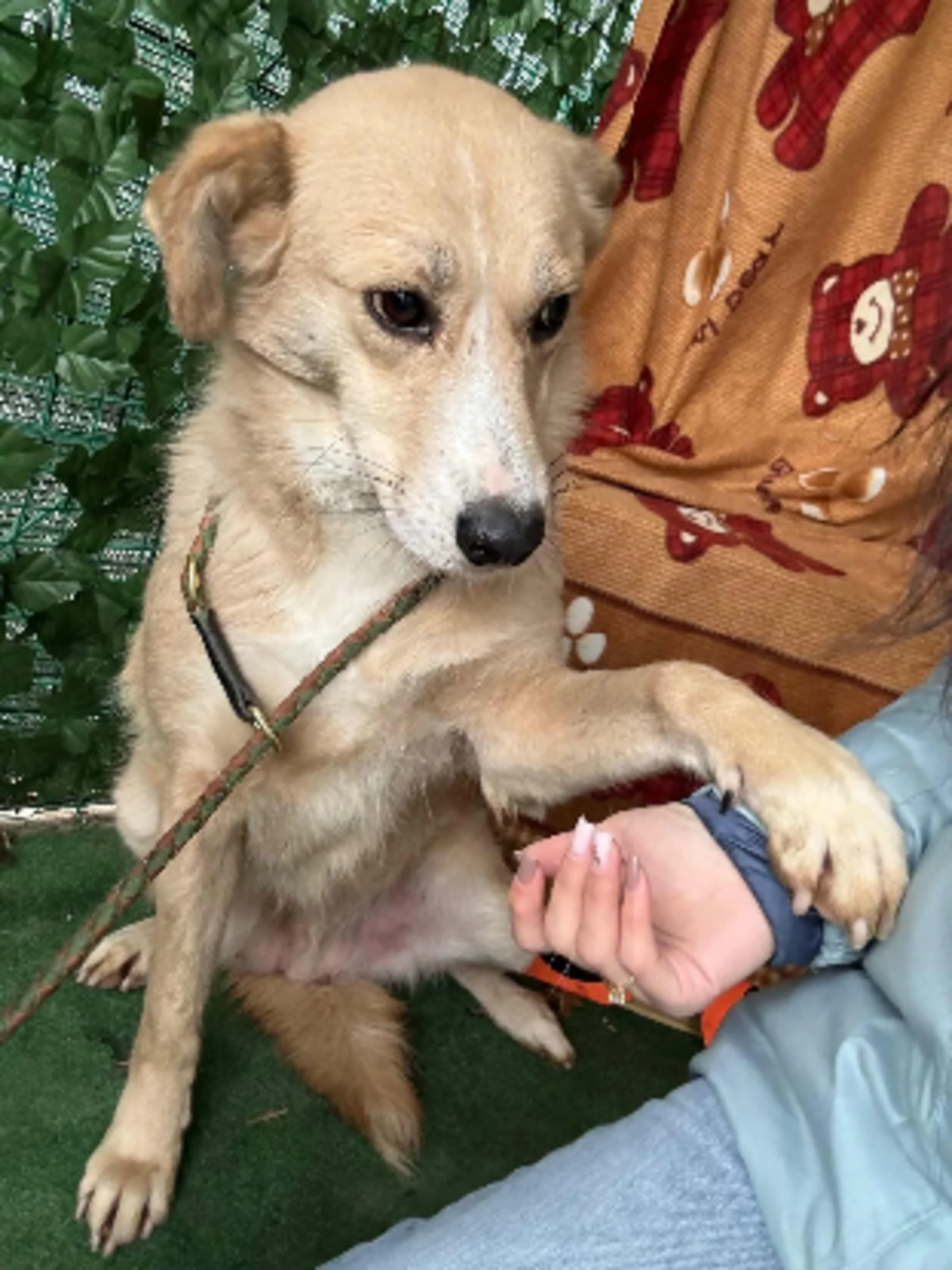 Adoption Twixy
