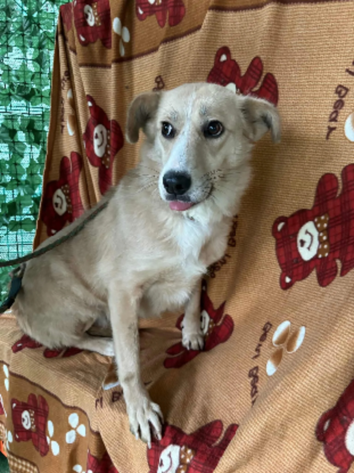 Adoption Twixy