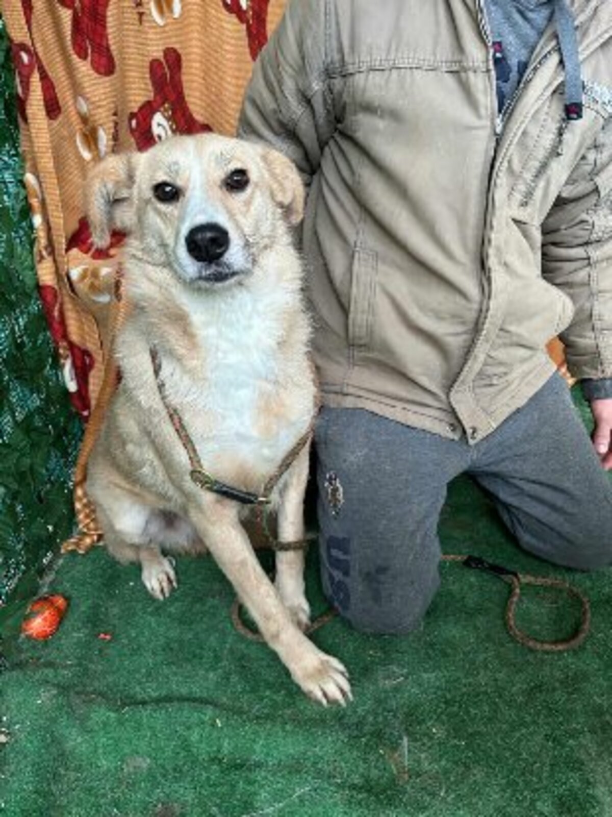 Adoption Twixy