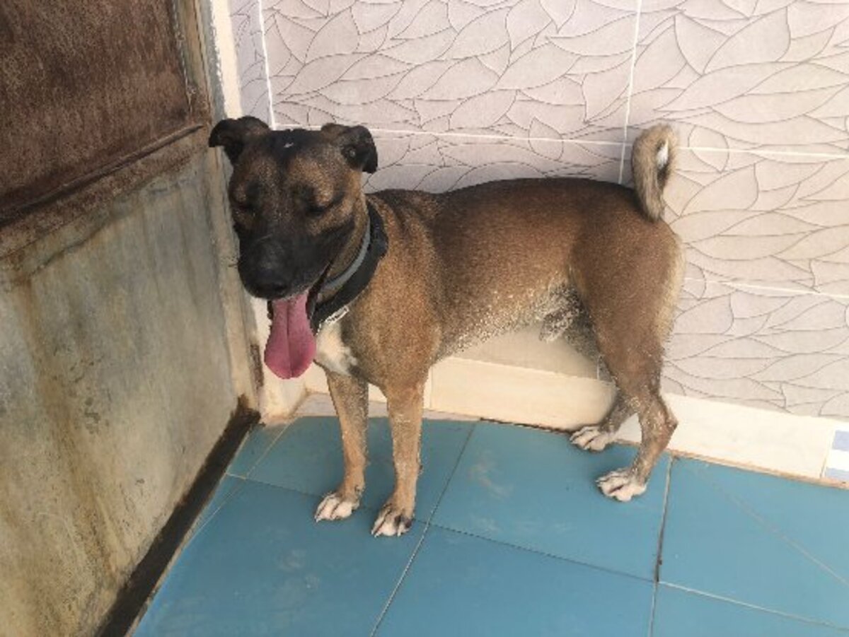 Adoption Tyson
