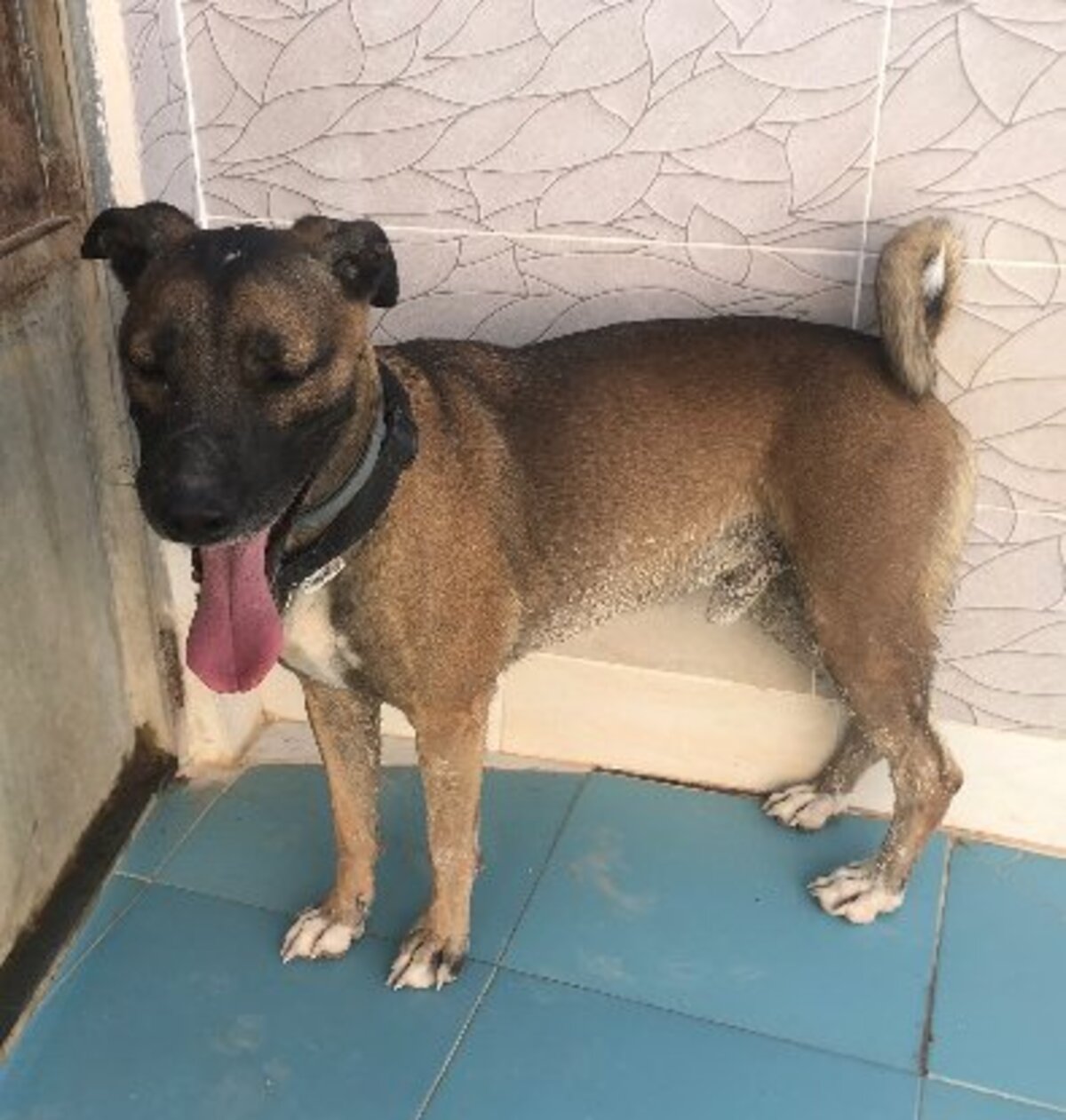 Adoption Tyson
