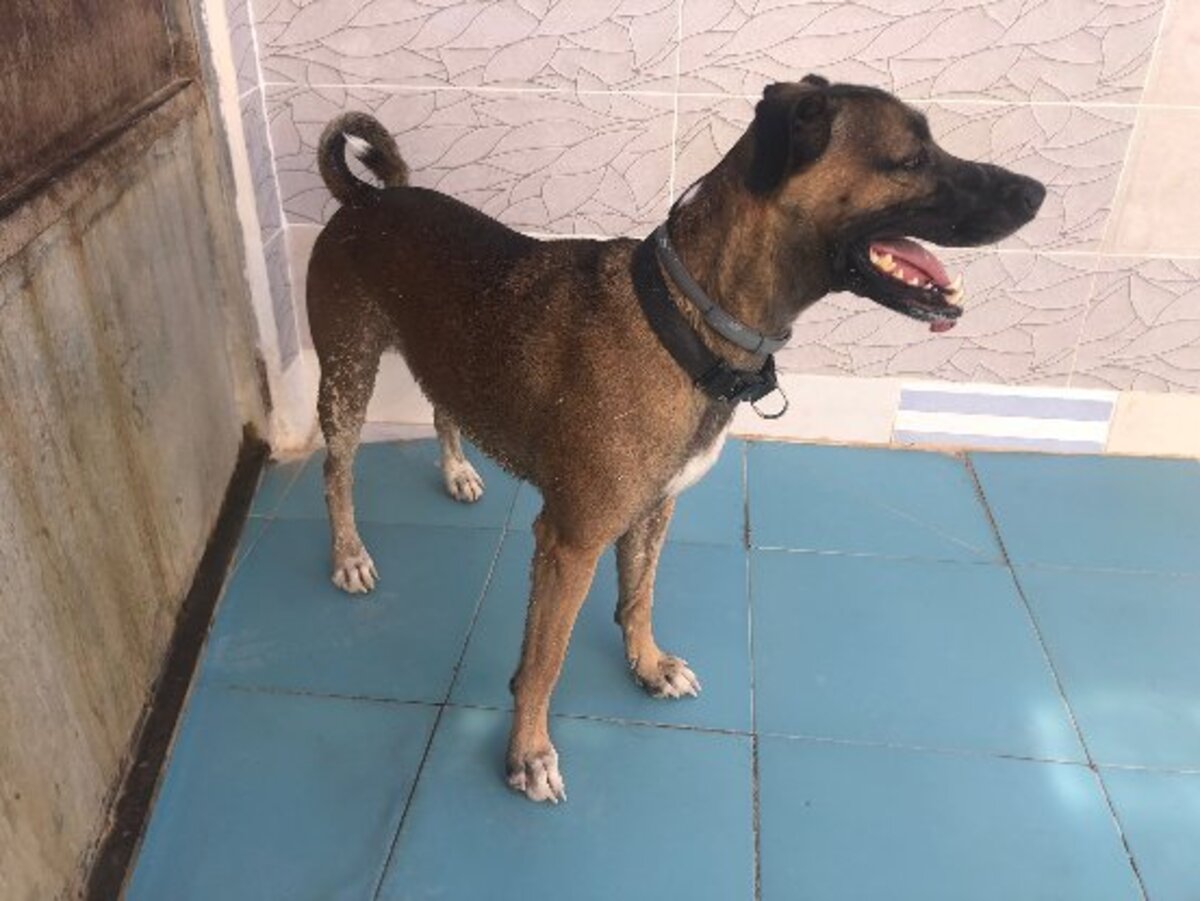 Adoption Tyson