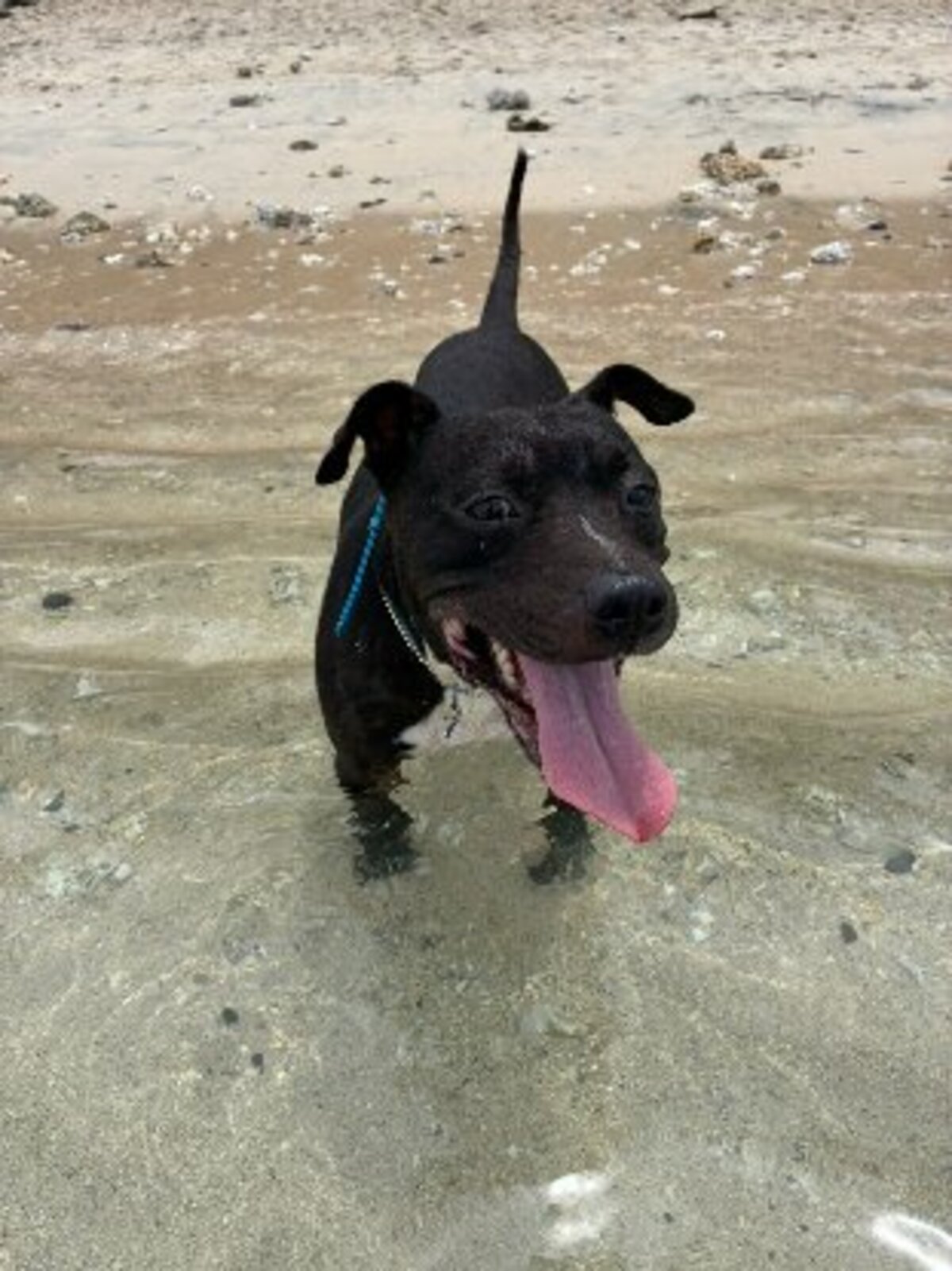 Adoption Tyson