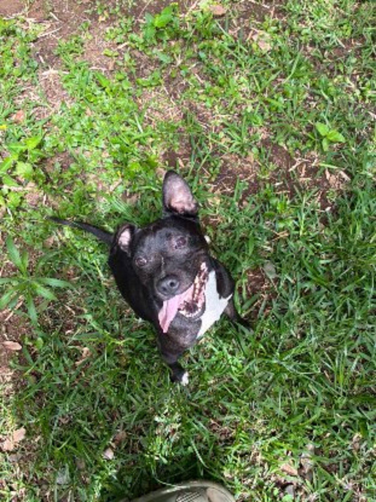 Adoption Tyson