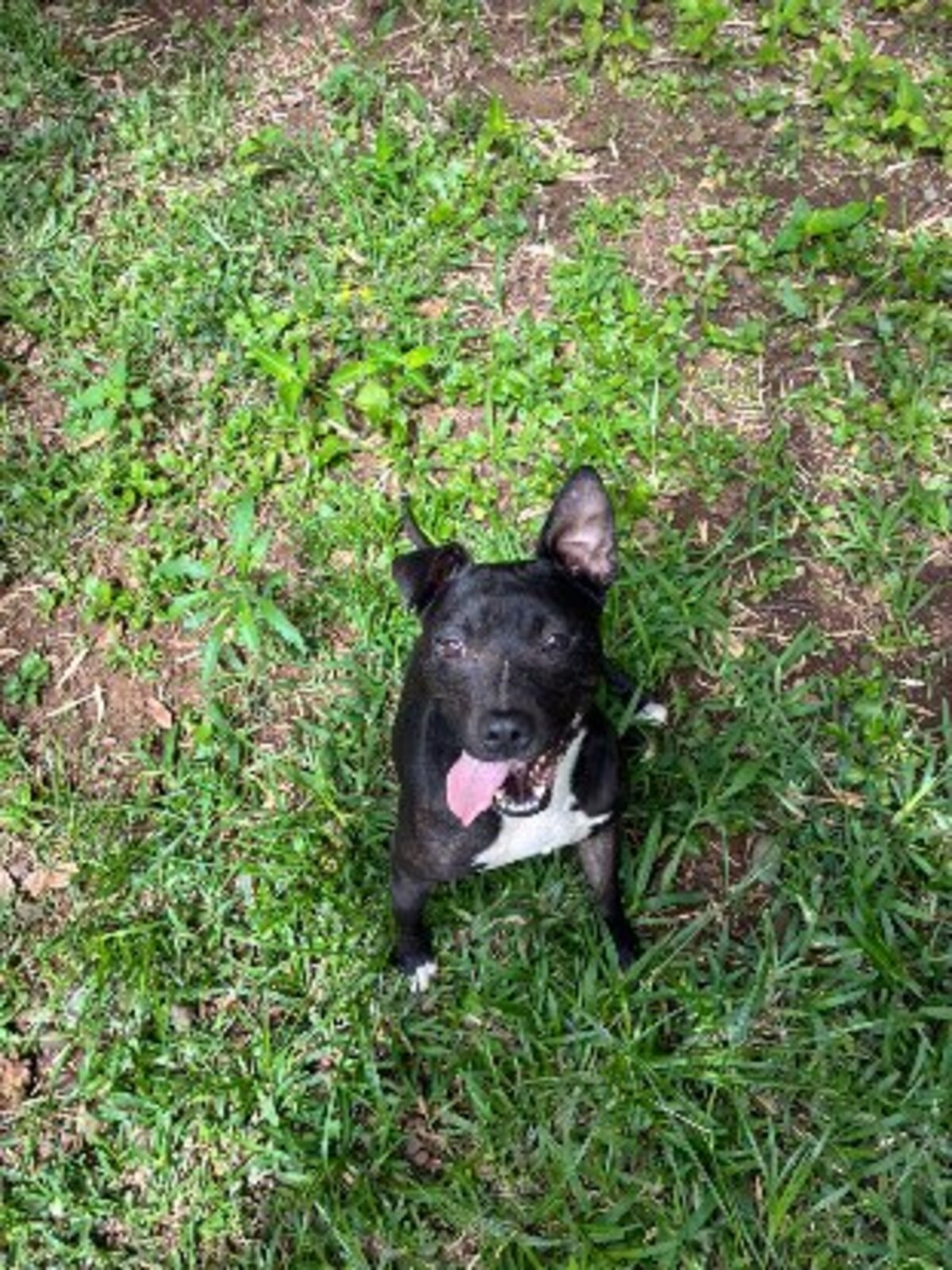 Adoption Tyson