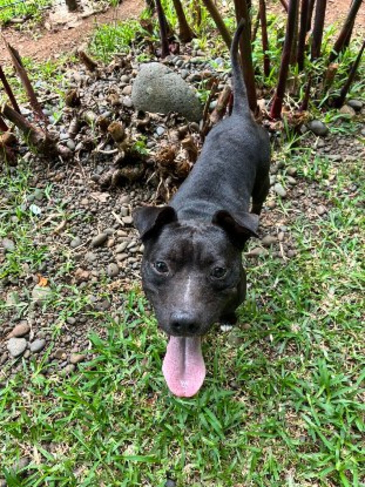 Adoption Tyson