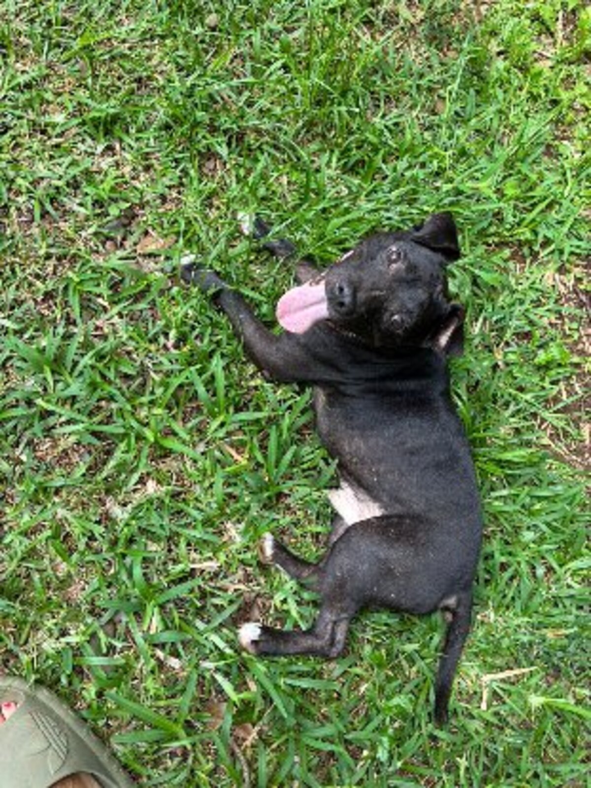 Adoption Tyson