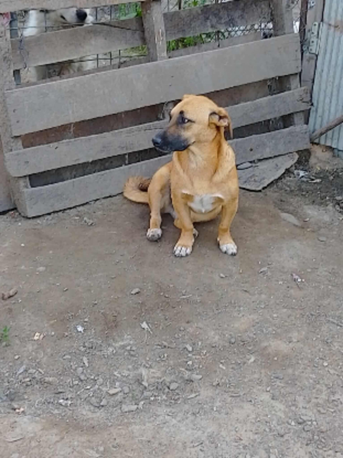 Adoption Uka