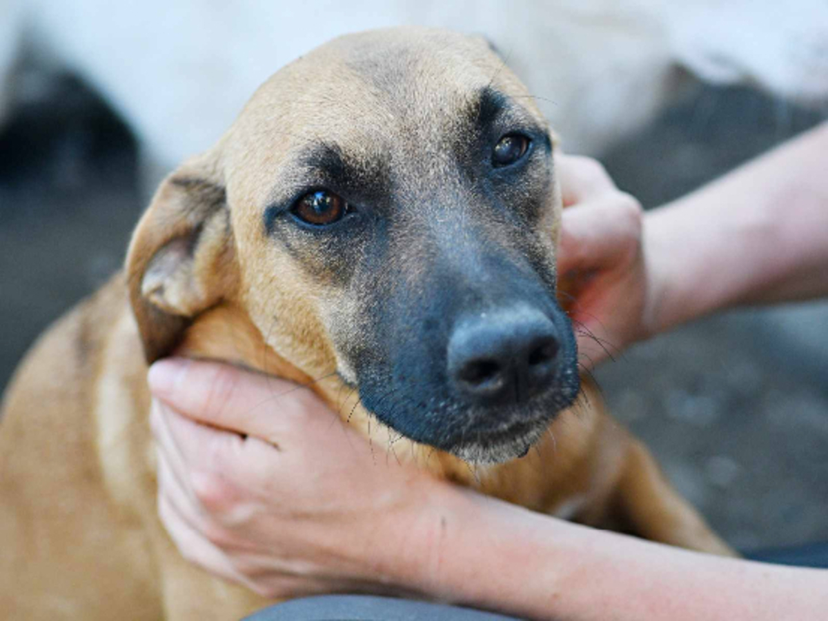 Adoption Uka