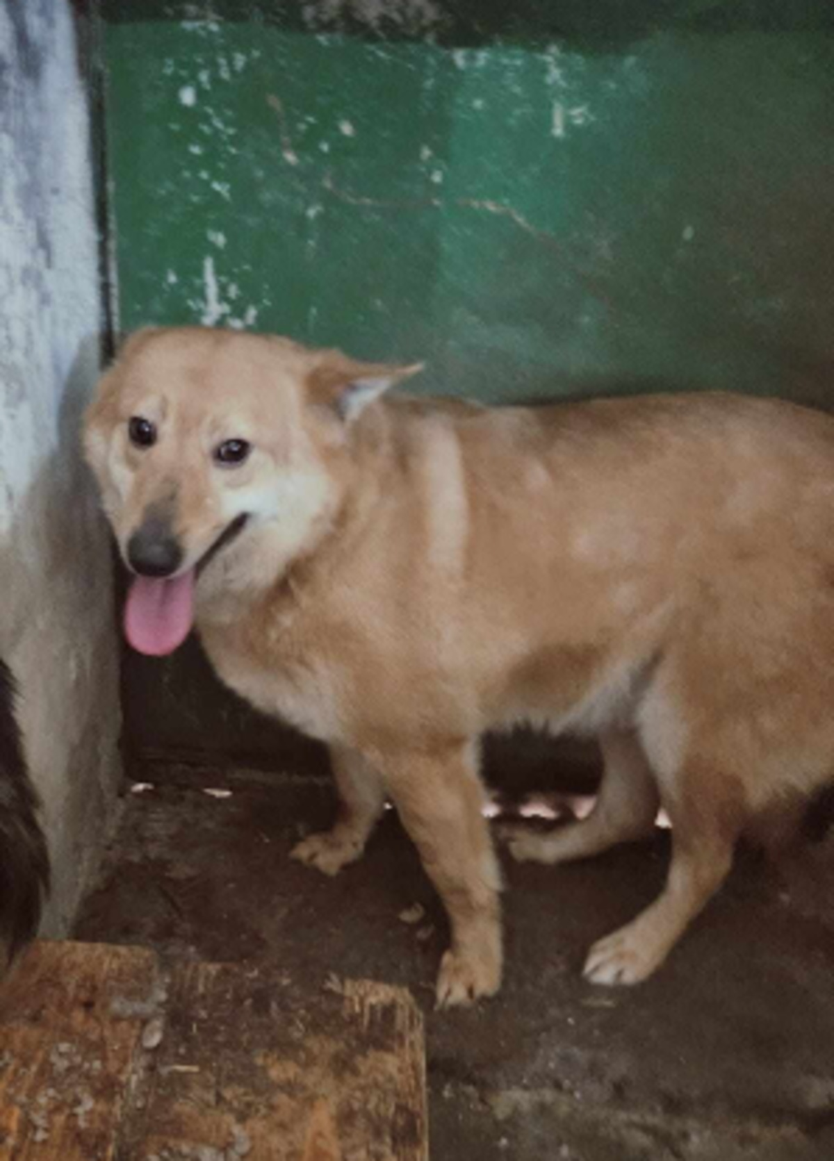 Adoption Ulko