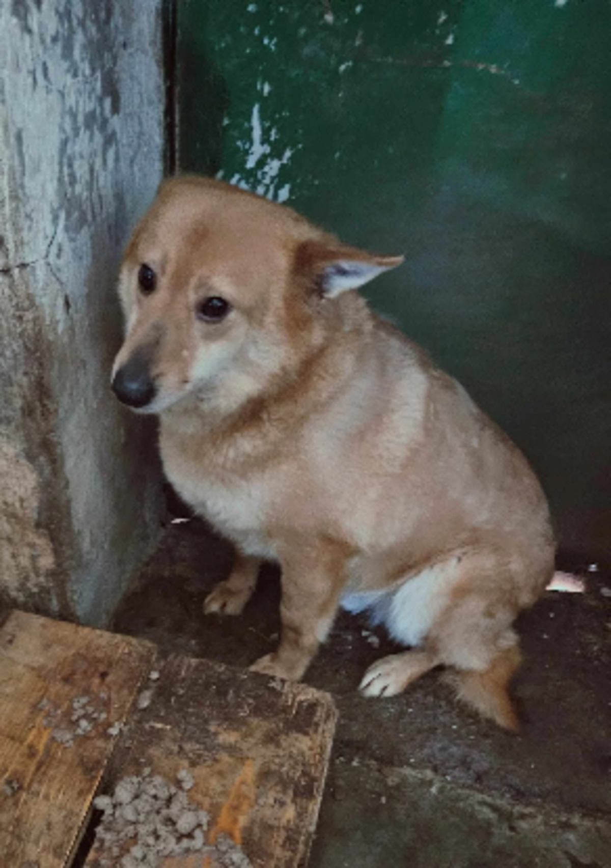 Adoption Ulko