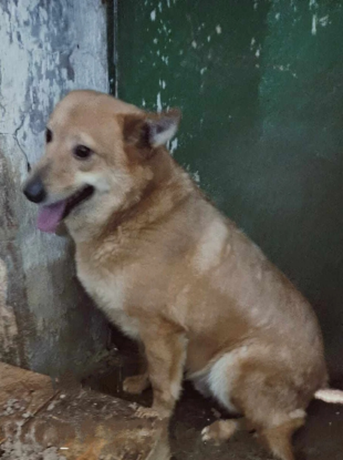 Adoption Ulko
