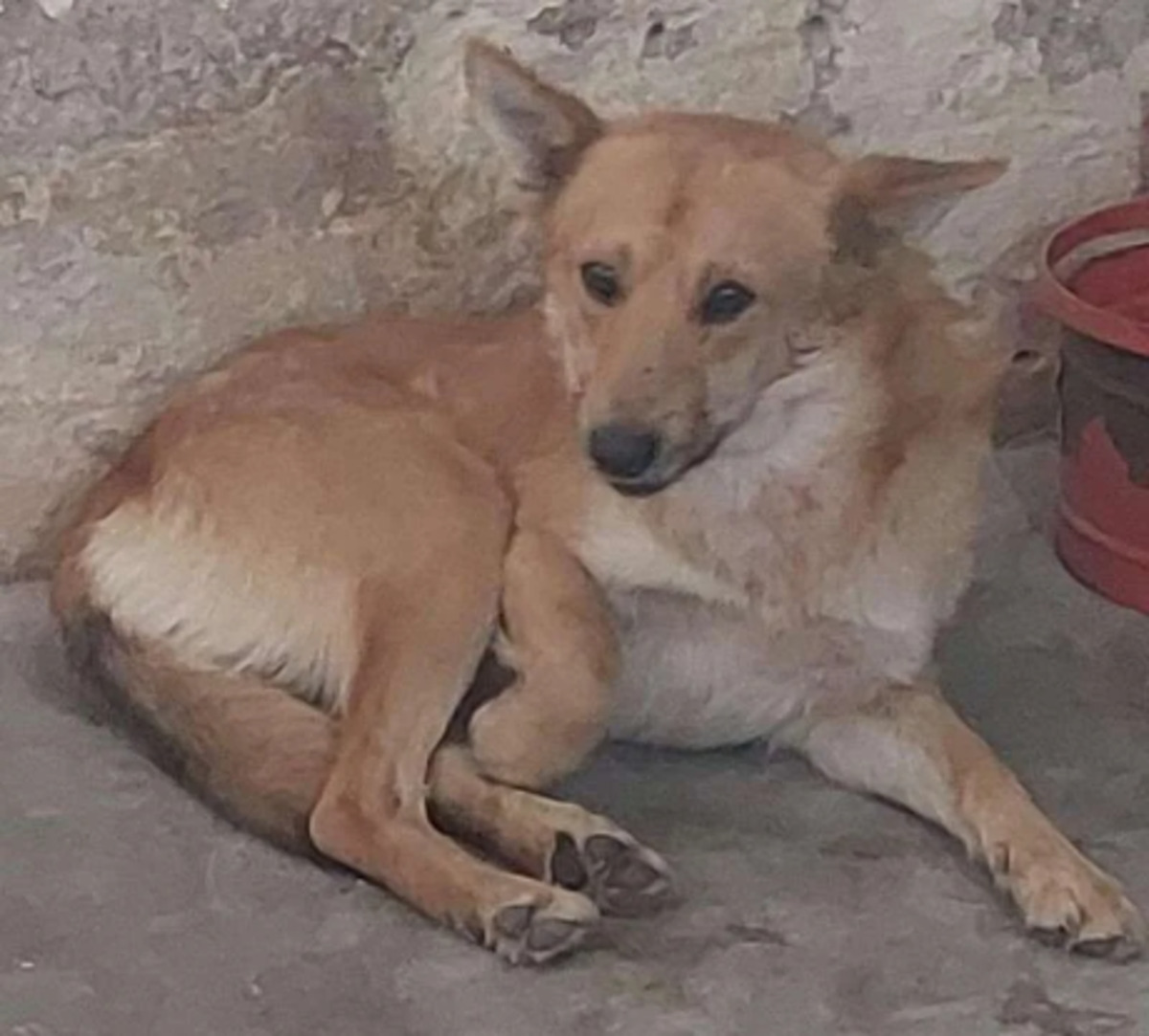 Adoption Ulko