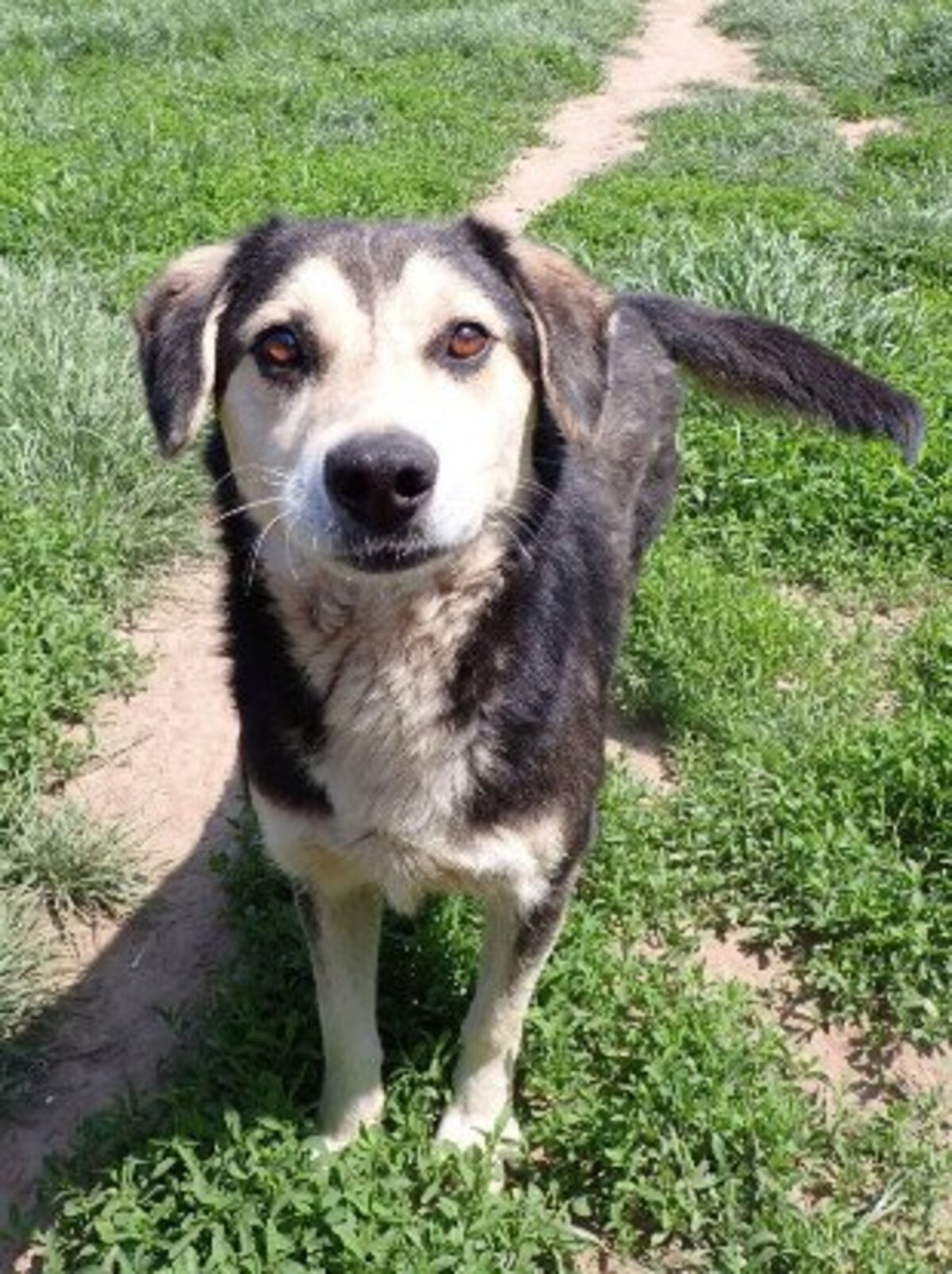 Adoption Ulysse