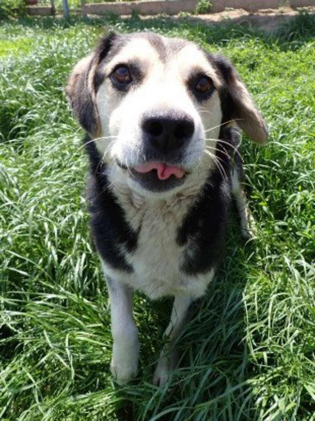 Adoption Ulysse