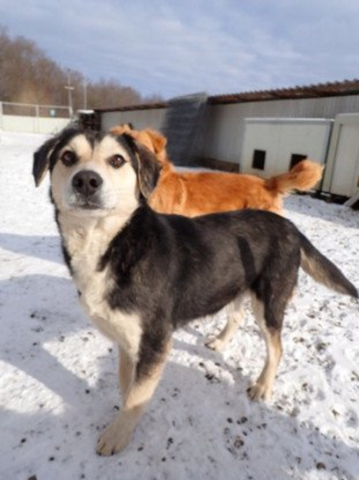 Adoption Ulysse