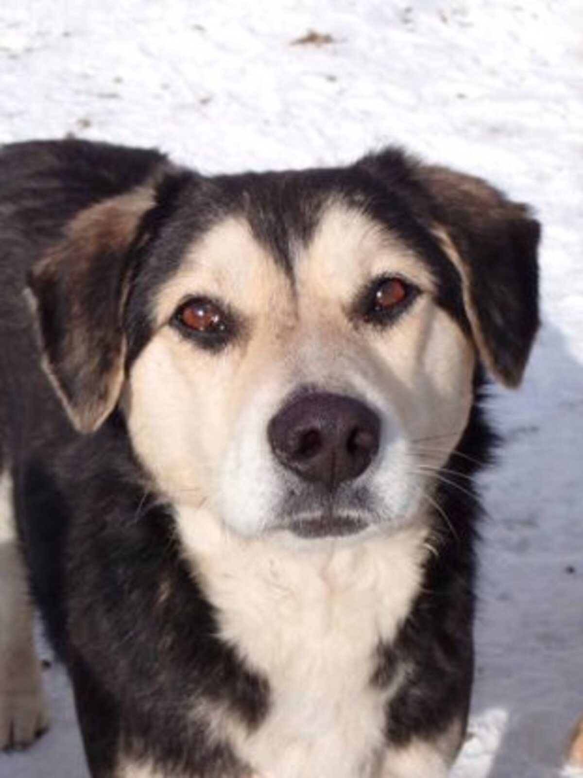 Adoption Ulysse