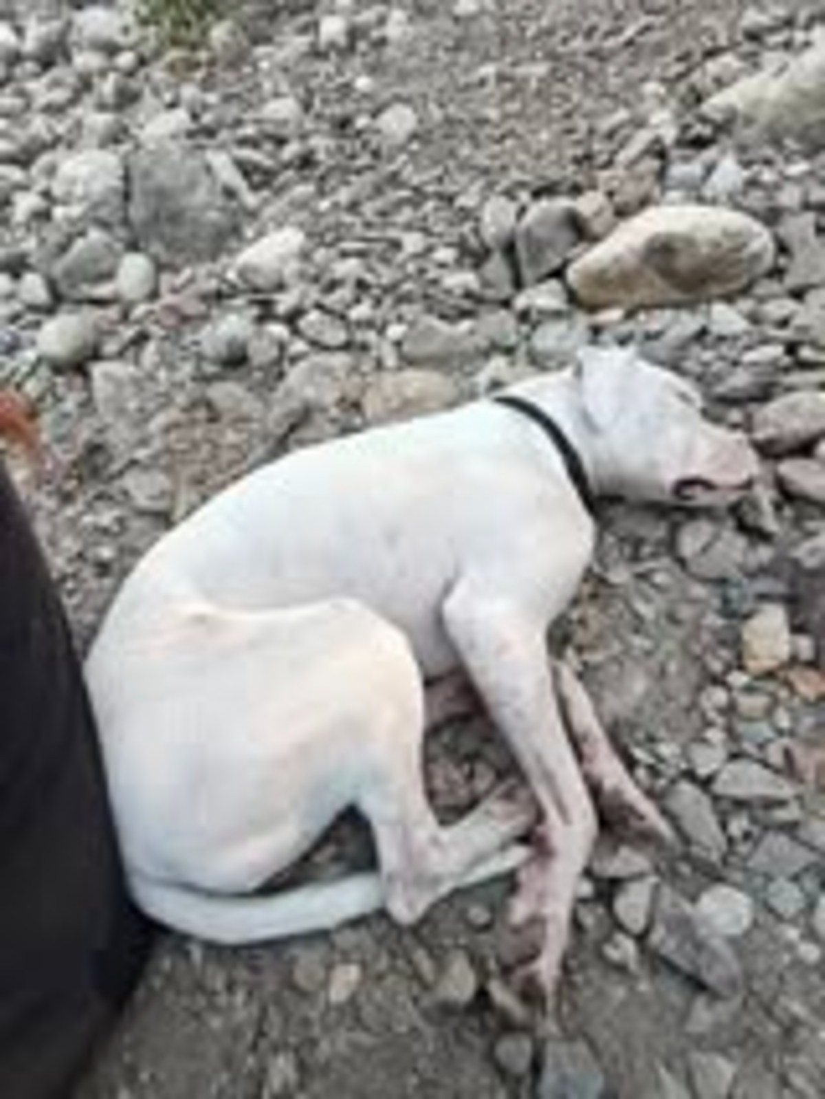Adoption Umy